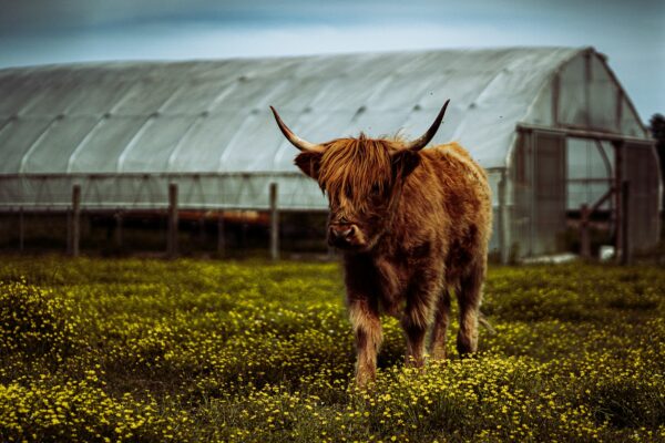 A brown cow standing in a lush green field. Photo by Chris Hardy on Unsplash.