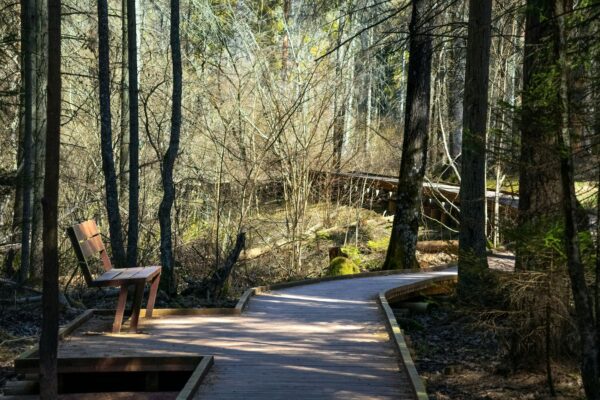 A smooth wooden boardwalk winding through sunlit woodland